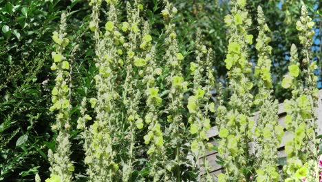 mullein yellow flower spikes gently moving in the breeze
