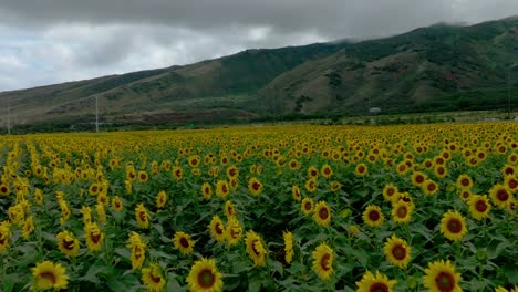 Sonnenblumenfeld-Auf-Maui