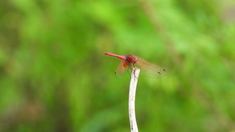 libélula roja uhd mp4 4k