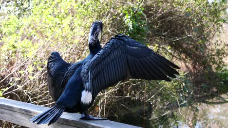 close up shot of black cormorant sitting on railing in nature and waving wings during sunny day