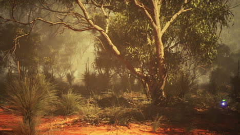 bosque del interior de australia