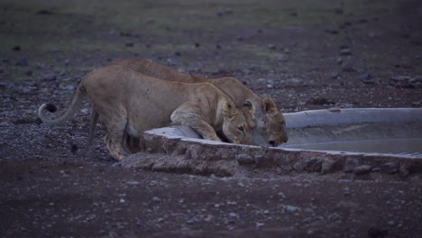 Two-lionesses-drinking-water-together-at-an-artificial-waterhole-at-dusk