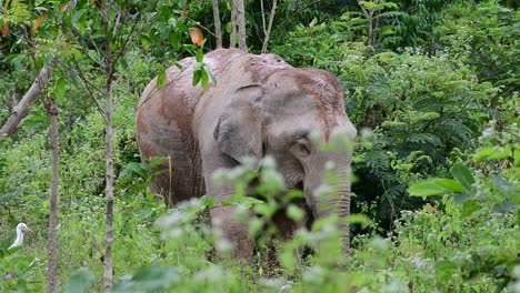 Los-Elefantes-Asiáticos-Son-Especies-En-Peligro-De-Extinción-Y-También-Son-Residentes-De-Tailandia