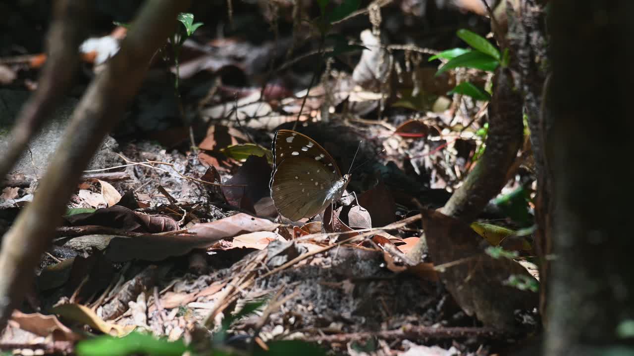 archiduque común, lexias pardalis, tailandia, visto cerrando sus alas en el suelo del bosque