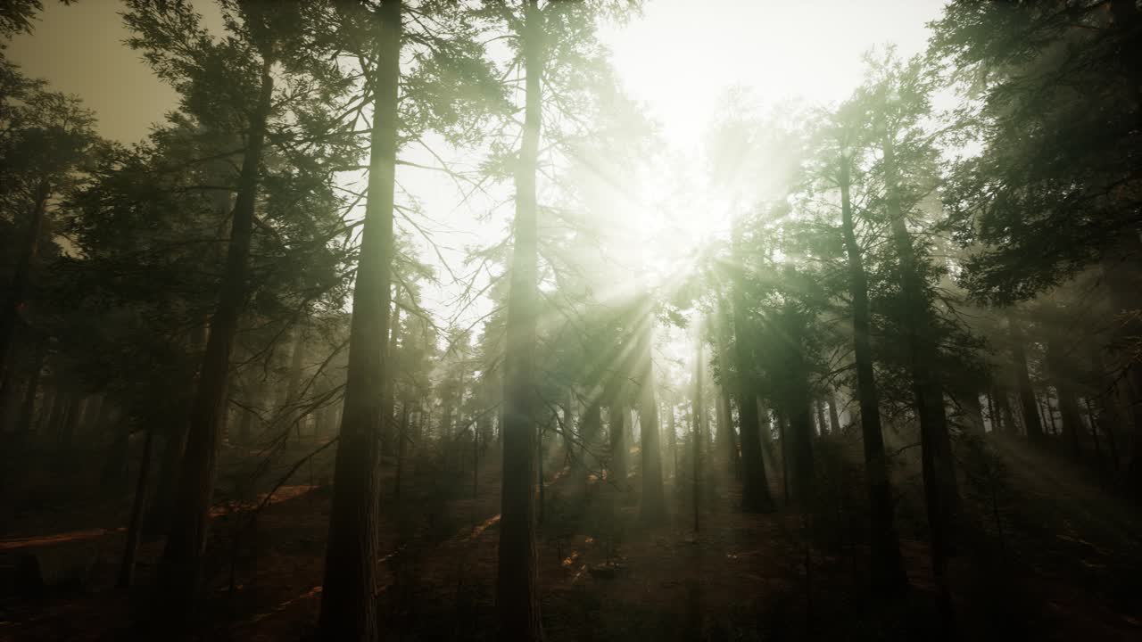 paisaje de puesta de sol brumosa del bosque de secuoya