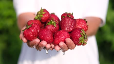 Fresh strawberries being washed in hands