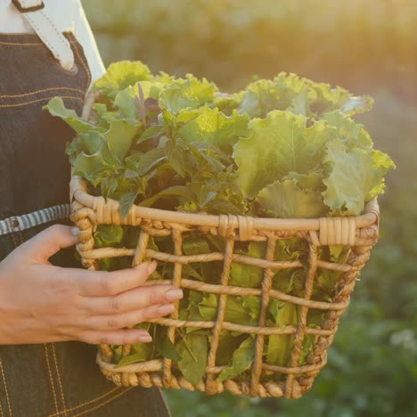 agricultora sostiene cestas con verduras frescas