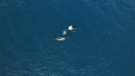 Vista-Aérea-De-Barcos-Y-Ballenas-Grises-En-Mar-Abierto---Cenital,-Disparo-De-Drones