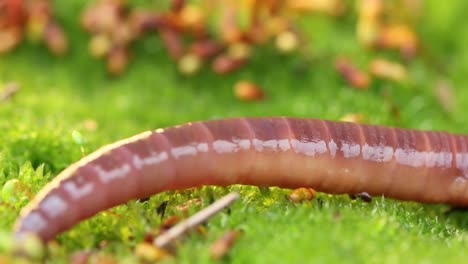 Una-Lombriz-De-Tierra-Es-Un-Invertebrado-Terrestre-Que-Pertenece-A-La-Clase-Clitellata,-Orden-Oligochaeta,-Phylum-Annelida.-Exhiben-Un-Plan-Corporal-De-Tubo-Dentro-De-Un-Tubo.