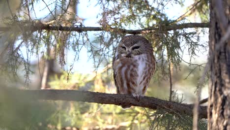 A-northern-saw-whet-owl-roosting-in-a-pine-tree,-wakes-up-and-yawns-before-looking-around