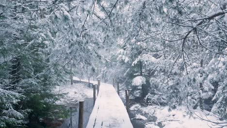 snowy forest path