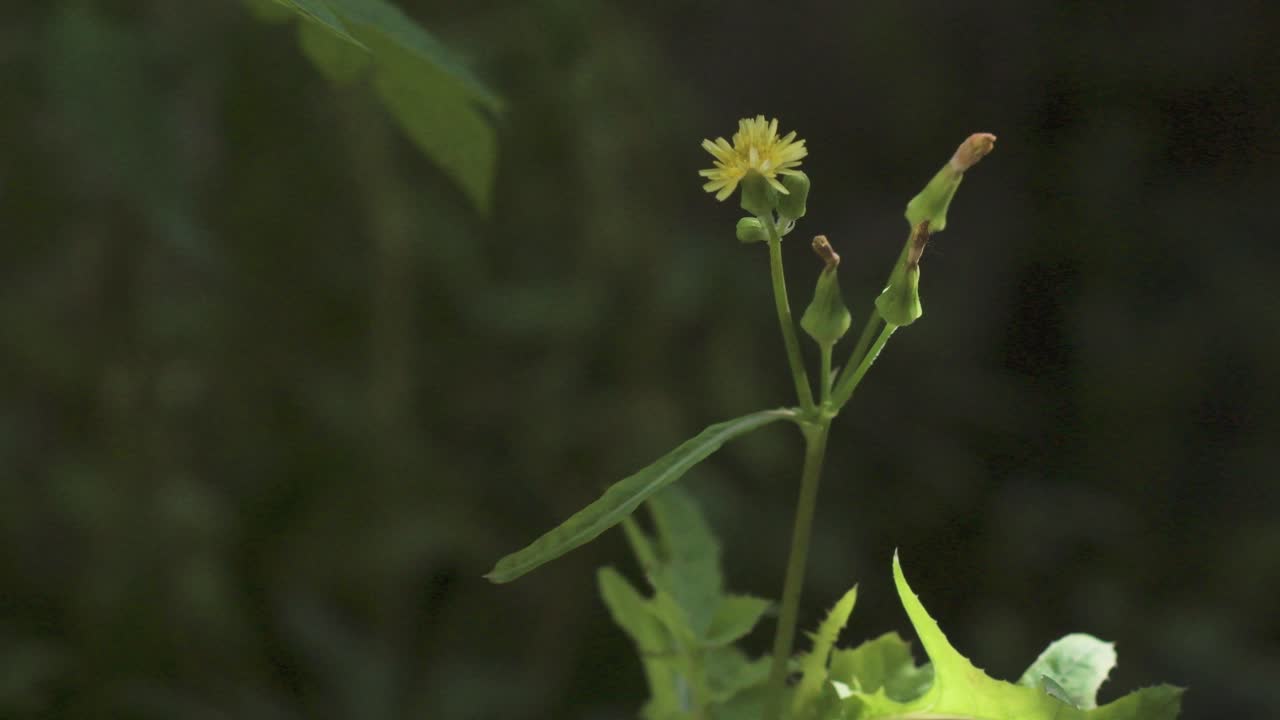 Liten ruccola gul blomst med knopper på en grønn stilk, mot en mørk, uskarp bakgrunn