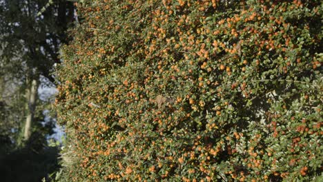 bush autumn plants with densely orange fruit berries