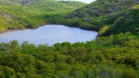 drone orbits with mangrove forest in foreground and flamingo flock in pond