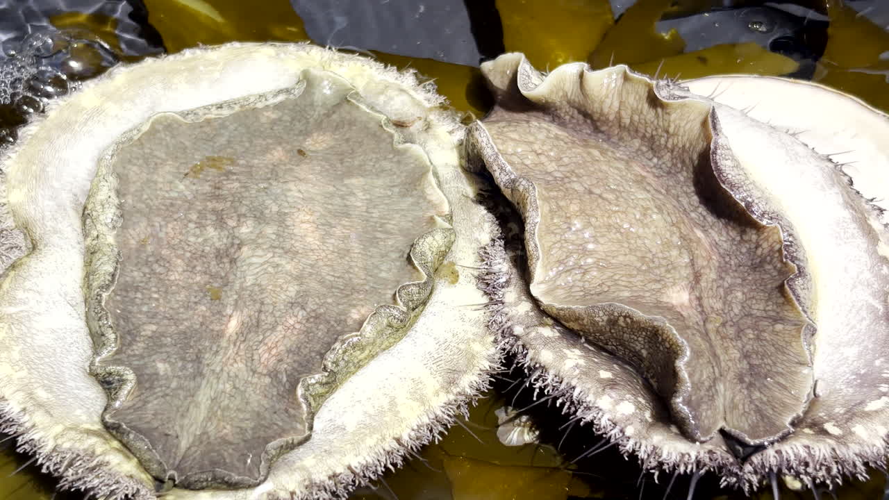 Abalone vivo de grande porte de costas no tanque usando o pé ágil para virar.
