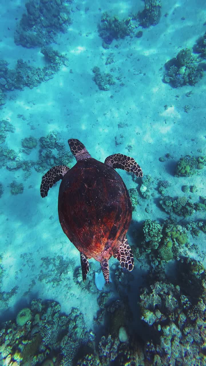 Green sea turtle swimming in turquoise crystal water. Vertical top down