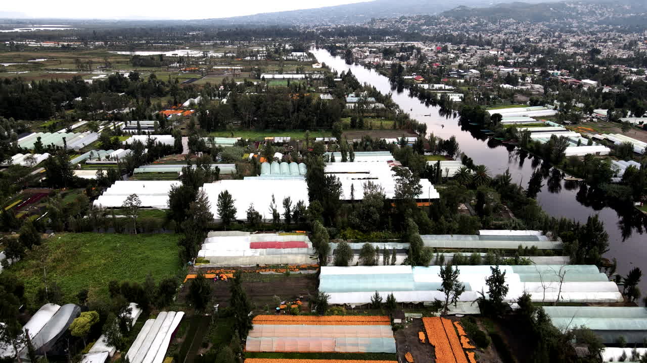 toma de drones de invernaderos en la ciudad de méxico de xochimilco con flor de cempasúchil.