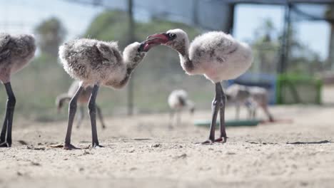 two baby flamingo chicks playing with each other