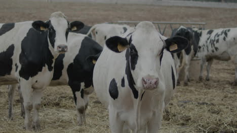 free-grazing-cows-and-breeding-in-the-Italian-plain-in-Puglia