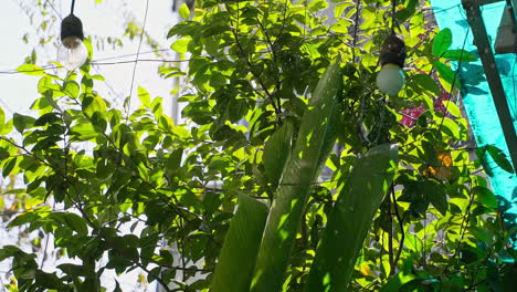 Crystal-clear-raindrops-gently-drip-from-lush-green-tree-branches-in-a-peaceful-garden-in-slow-motion