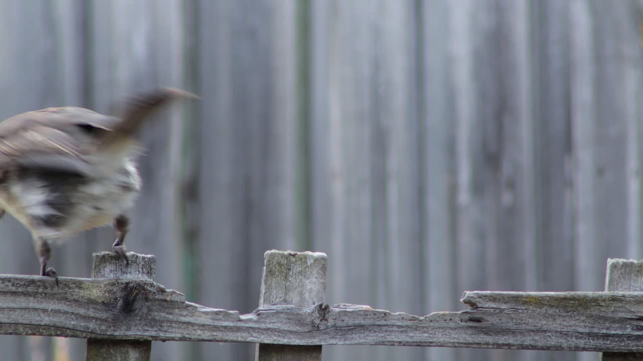 Juvenile Butcherbird Close Up Hopping Moving Along Wooden Fence Trellis In Garden Daytime, Maffra, Gippsland, Victoria, Australia