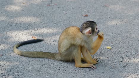 un singe écureuil sur le sol.