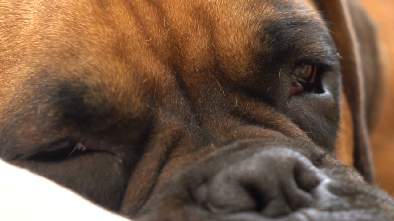 Close-up portrait of a boxer dog