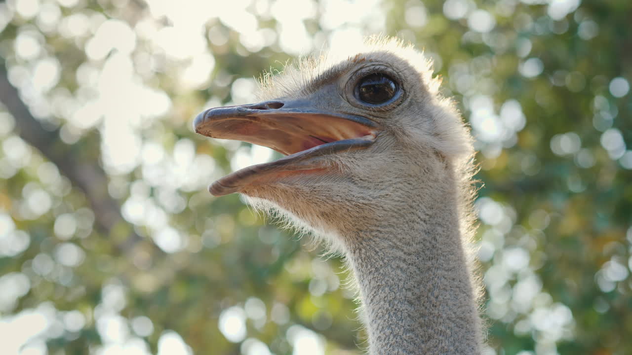 cabeza y cuello de un video de avestruz con poca profundidad de campo 4k video