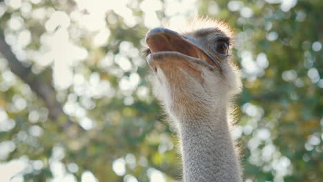 Head-And-Neck-Of-An-Ostrich-Video-With-Shallow-Depth-Of-Field-4k-Video