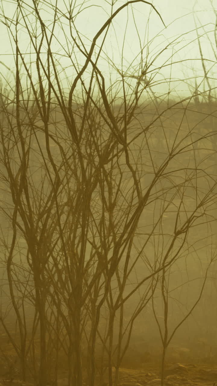Low light capturing dry grass and hazy landscape during twilight hours
