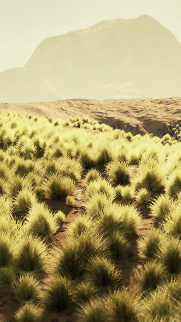 사막 풍경의 파노라마 풍경으로 전면에 푸른 풀이 있습니다.