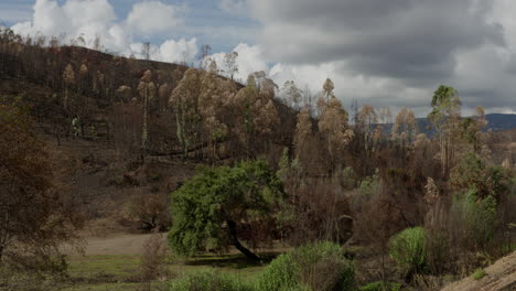 las montañas y el bosque cerca de monchique portugal después de un incendio provocado