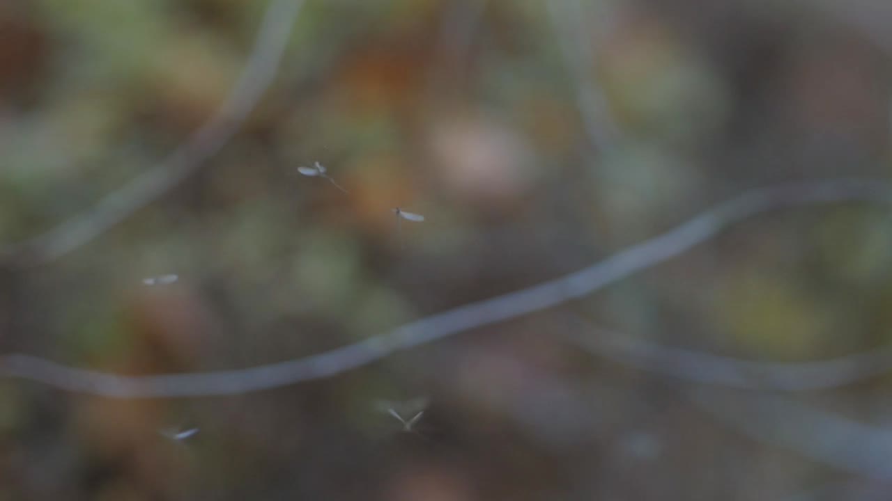 Insects flying on blurry background at summer evening