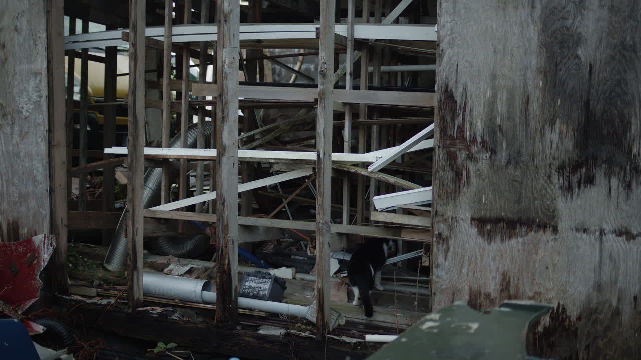 버려진 집에 들어가는 고양이