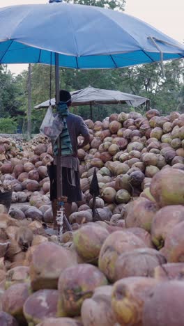 coconuts for sale
