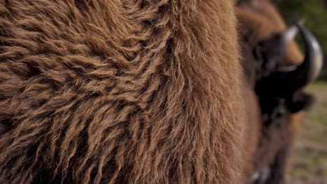 close-up of a bison