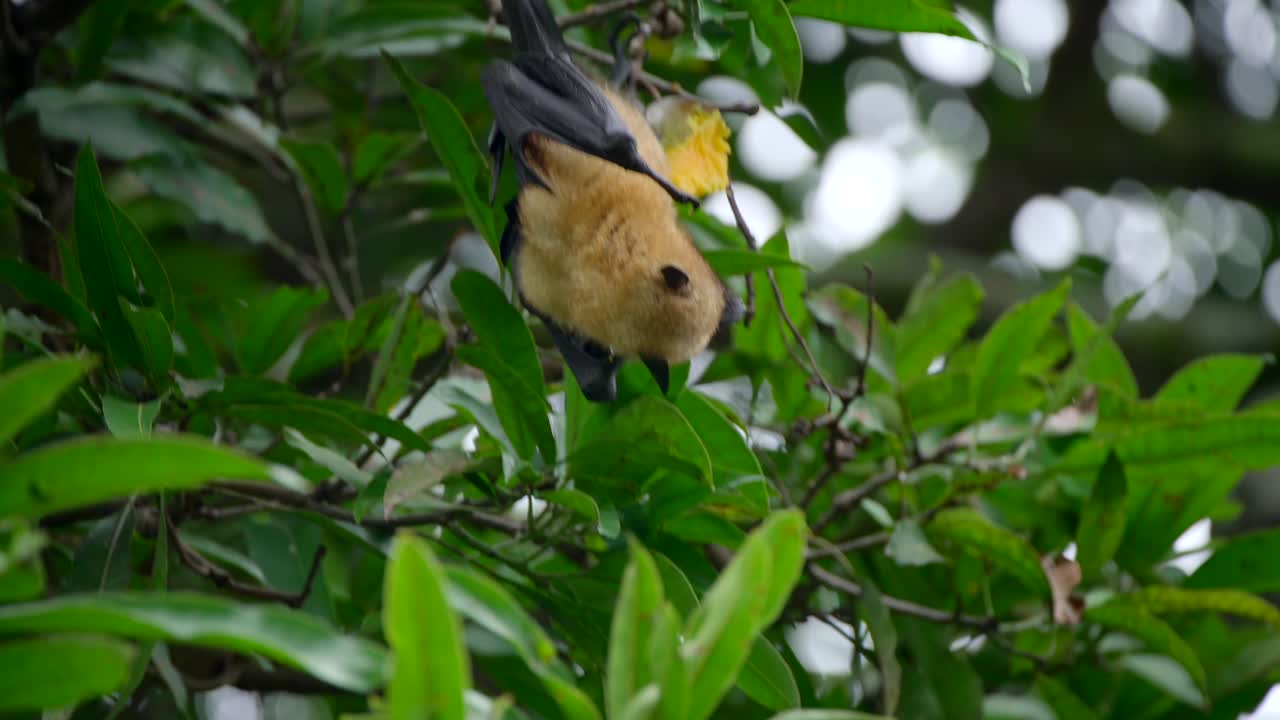 murciélago zorro en un árbol en la jungla