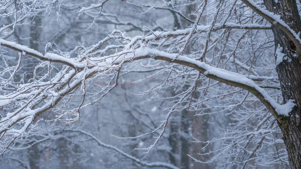 Swaying snowy branch with icy twigs yielding to light snow and gusts in woods, shedding snow