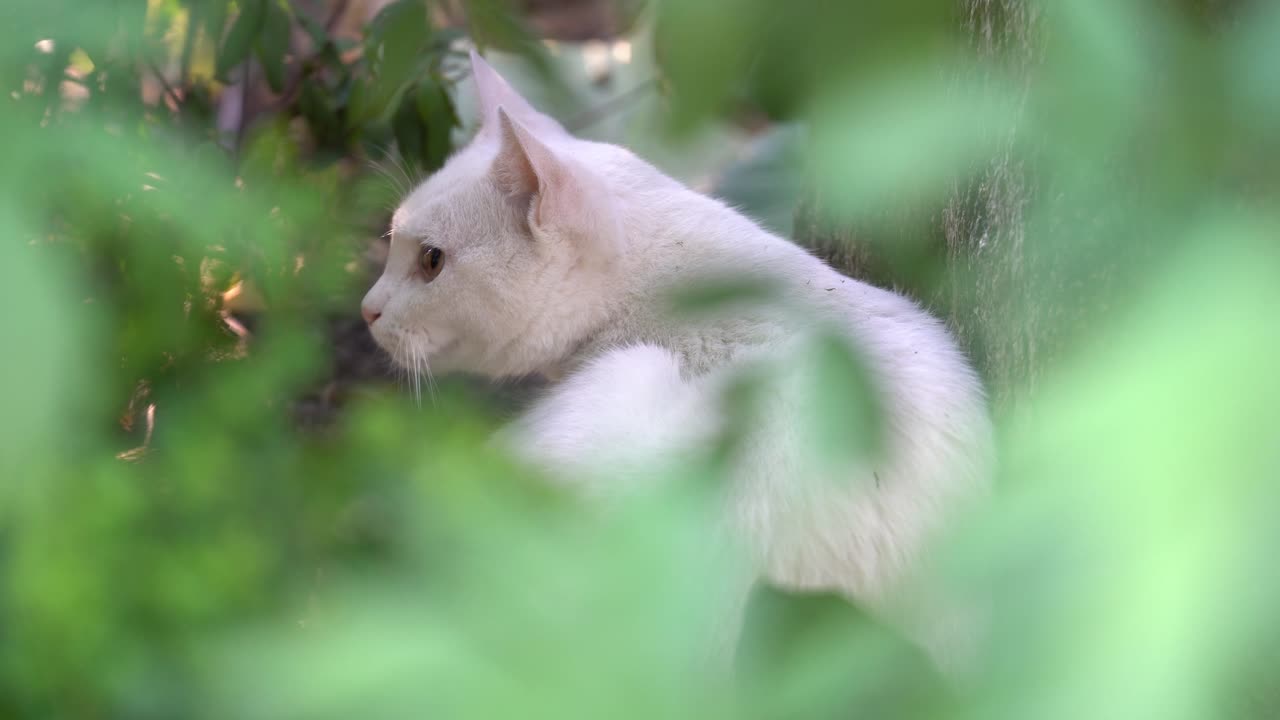 Bellissimo gatto bianco avvistato tra i cespugli.