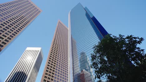 trees next to skyscraper buildings downtown los angeles. business and finance concept, looking up at office building architecture in the financial distric. concept of american modern urban lifestyle, city life work in la.