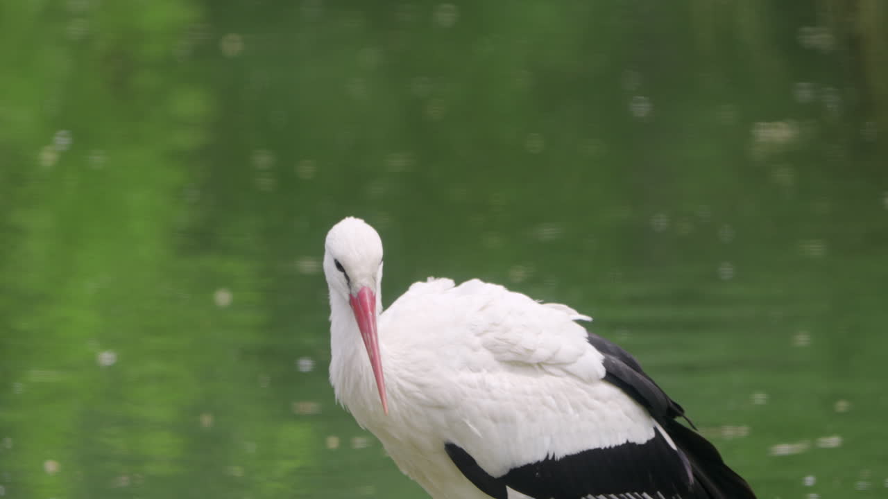 cigüeña blanca occidental caminando a lo largo del lago de agua verde en busca de comida - close-up cámara lenta