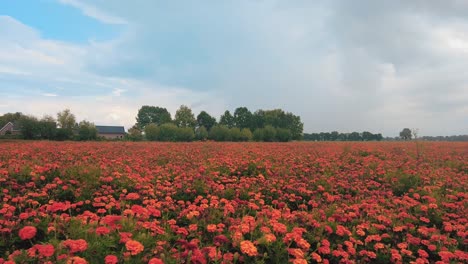 Dolly-Kamerafahrt-Wiesen-Ringelblume-Orange-Blume-Garten-Gärtnerei-Niederlande