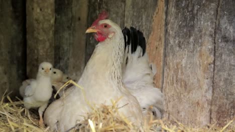chickens baby mother chicken little chickens near the chicken chickens baby mother chicken little chickens near the chicken chicken on a poultry farm