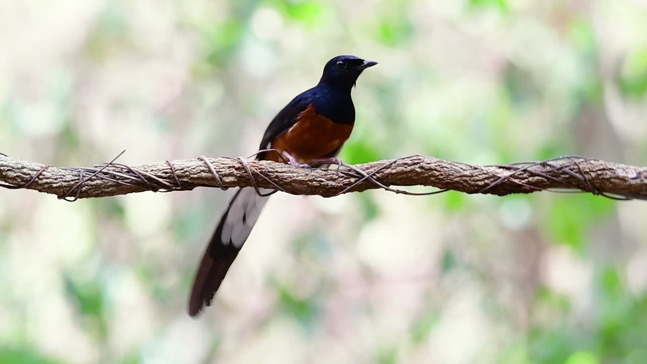 shama de rabadilla blanca encaramado en una vid con fondo bokeo del bosque, copsychus malabaricus, en cámara lenta
