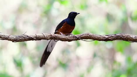 Shama-De-Rabadilla-Blanca-Encaramado-En-Una-Vid-Con-Fondo-Bokeo-Del-Bosque,-Copsychus-Malabaricus,-En-Cámara-Lenta