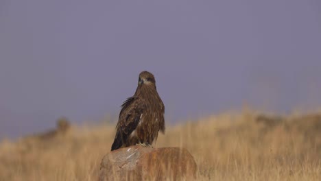 Pájaro-Cometa-Negro-Sentado-En-Una-Roca-Mientras-Mira-A-Lo-Lejos