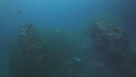 enorme banco de peces engulle enormes pináculos de coral