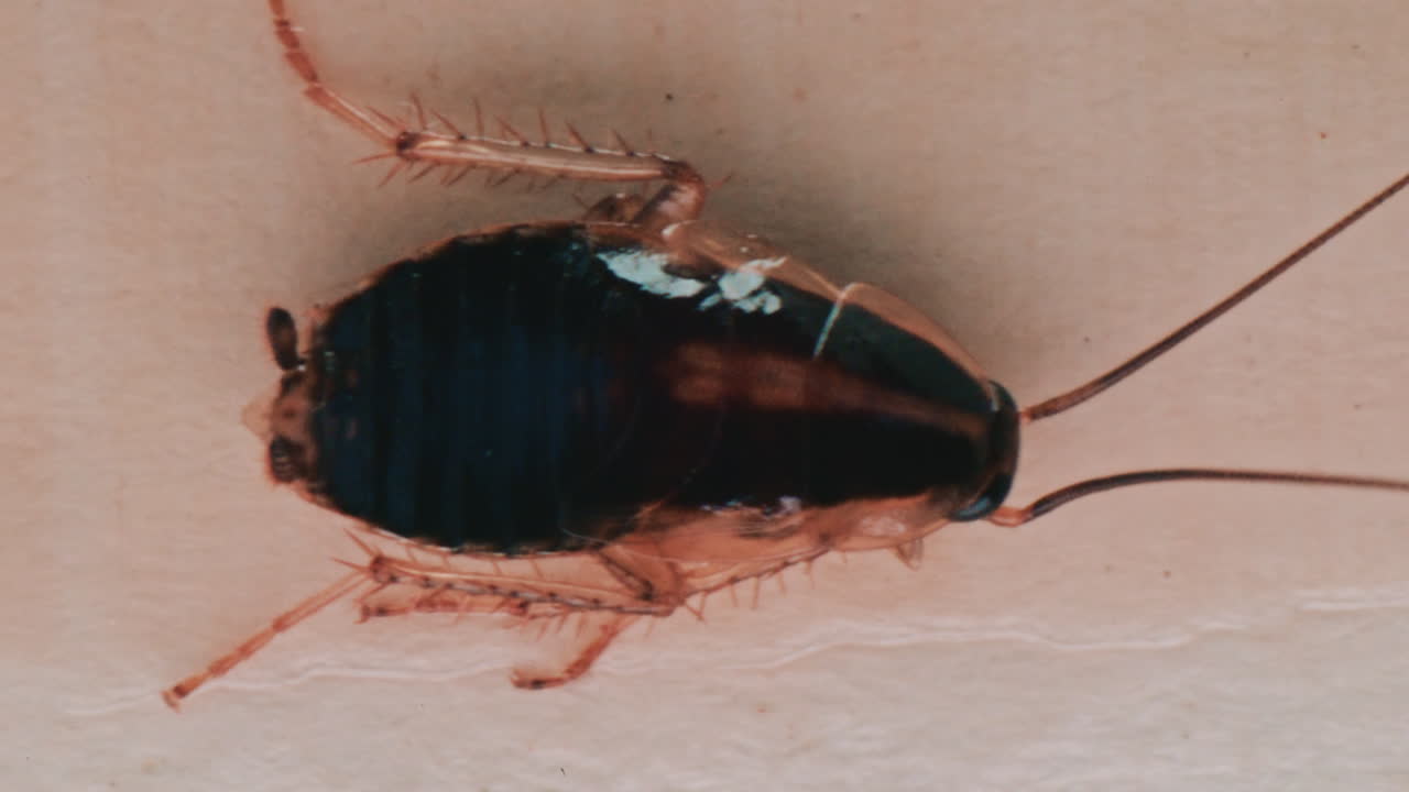 Detailed macro view of a cockroach showing its body texture and movement