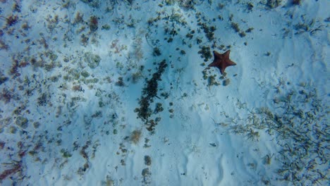 Los-Delicados-Brazos-De-Una-Estrella-De-Mar-Y-Los-Patrones-Intrincados-Se-Destacan-Bellamente-Contra-El-Telón-De-Fondo-Del-Fondo-Del-Océano,-Cozumel,-México