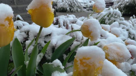 Blossoming,-yellow-tulips-covered-with-snow
